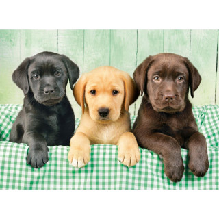 PUZZLE 1000 HQC TRI LABRADORA 