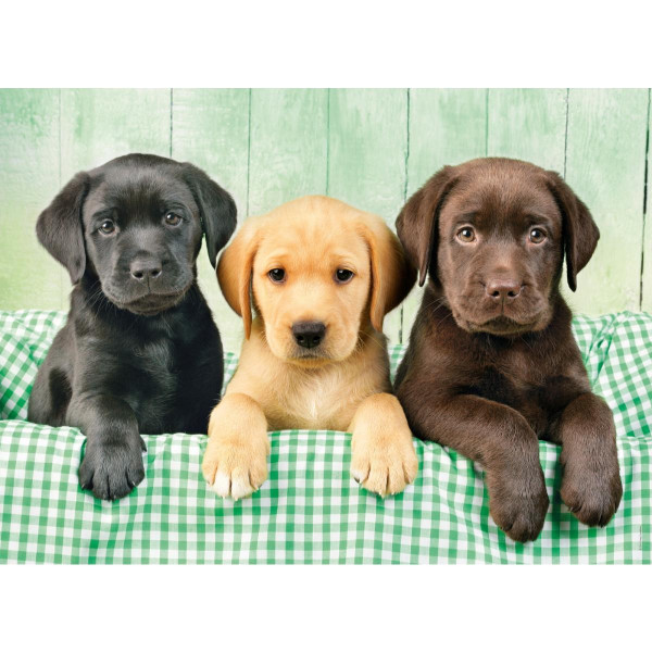 PUZZLE 1000 HQC TRI LABRADORA 