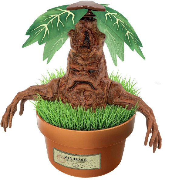 HP MANDRAGOLA 