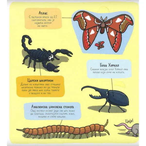 BUBE I ... MALI ISTRAŽIVAČI 