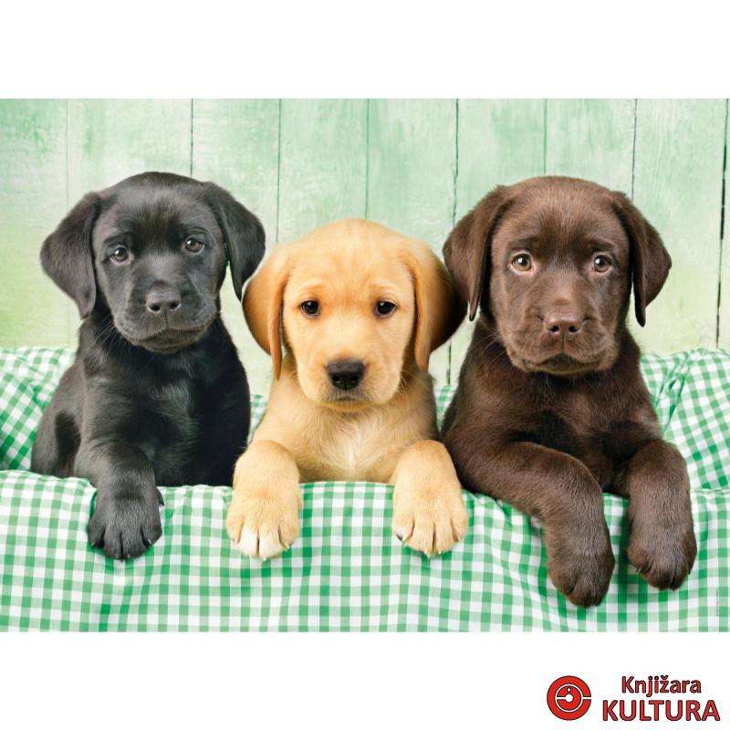 PUZZLE 1000 HQC TRI LABRADORA 